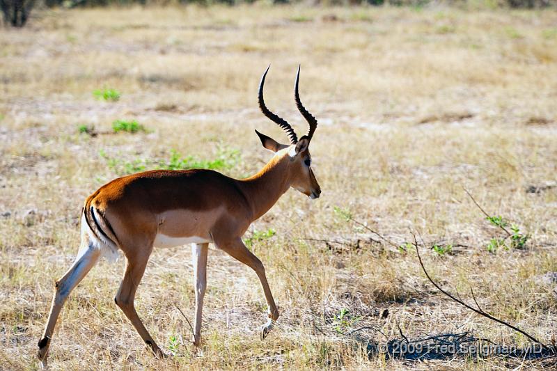 20090613_155352 D3 X1.jpg - Springbok (Gazelle)